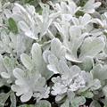beach wormwood